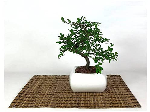 Pollice Verde - Bonsai di Olmo Cinese - Vaso Quadrato Bianco 15x15 cm - Altezza Pianta 20-25 cm - Idea Decorativa e Bomboniera - Include Scheda Cura - Pianta Spogliante