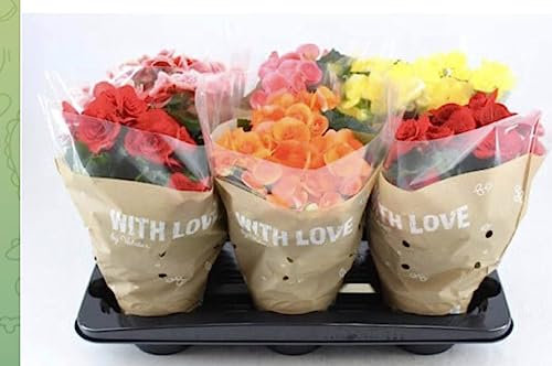 Begonia eliator rosa Terre di Romagna, bellissima pianta vaso 12cm vivissima