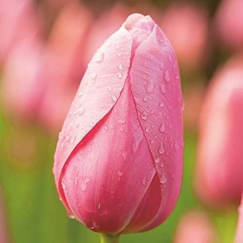 Tulpenzwiebeln Menton Rosa | Blumenzwiebeln, mehrjährig & robust- Späte Tulpe Menton - 10 Tulpen-Zwiebeln