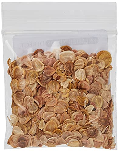 PREMIER SEEDS DIRECT - African Daisy - DIMORPHOTHECA - 600 Finest Flower Seeds