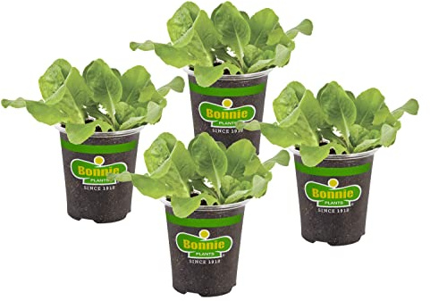 Bonnie Plants Buttercrunch Lettuce 19.3 oz. 4-pack