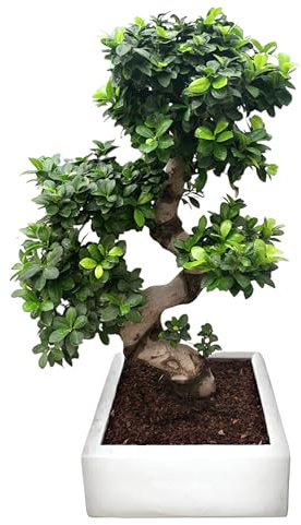 I GIARDINI DI GIULIA - Bonsai Ficus S-Shape con Vaso Minos Altezza 110 cm. con vaso 40x40 cm. a Riserva D'acqua – Pianta Vera, Esemplare di Bonsai di Fiucus (Vaso Bianco)