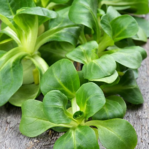Dutch Broad Leaved Corn Salad Mache Seeds - 1 Lb - Also Called Lamb's Lettuce - Non-GMO Vegetable Garden Seeds - Leafy Greens