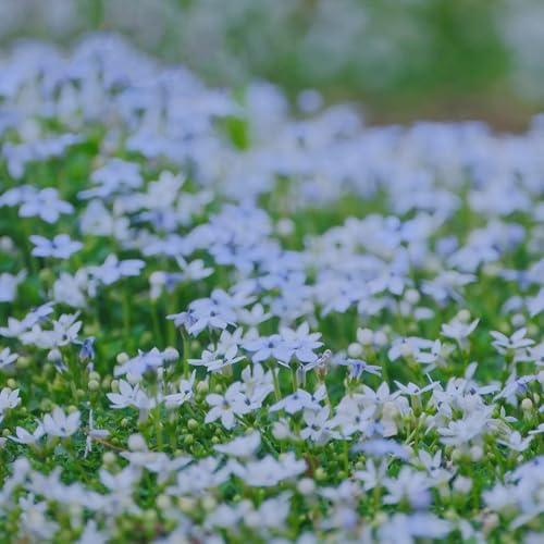 Semi di Lobelia, Lobelia chinensis, rare decorazione del soggiorno copertura del terreno, perenne resistenti per il giardino 350pcs