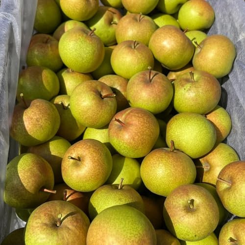 semillas resistentes del peral, balcón orgánicas, cobertura del suelo, perenne 250pcs