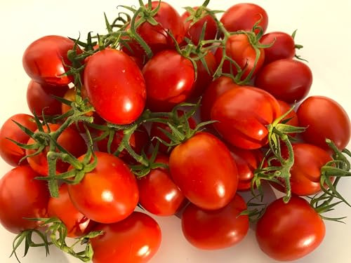 Tomatensamen Honigpflaume – süße rote Rispentomate aus Russland 10 Samen | Samenfest, rote ovale Rispentomaten, süß und schnittfest. Frische Ernte, hohe Keimquote. Frühreifend und krankheitsresistent.