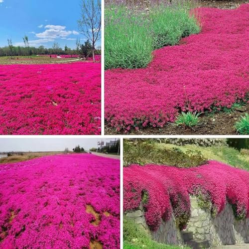 Semi Di Aubrieta Crescione, Seme Aubretia fiori Perenni per Giardino Roccioso, colore rosa, Resistenti al Freddo, 500 Semi, Aubrieta seeds