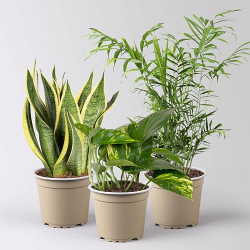 Grünpflanzen-Set Guter Schlaf pflegeleicht, Topf-Ø 12 cm, 3 Pflanzen