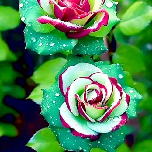 Teehybride Rose – Winterharte Rose für Beet & Garten, frühblühend und duftend-H-1 Rhizome