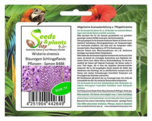 Pcs - 5x Glycine Sinensis Wisteria Plante Grimpante Plantes - Graines B488 - Seeds & Plants Shop by Ipsa