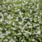 100 Pc Semi Di Aglio Orsino - Allium Ursinum - Erbe Selvatiche Semi Erbe Semi Di Piante Di Aglio Selvatico, Semi Di Verdure, Semi Di Erbe Piante Rare, Semi Di Ortaggi Semi Di Erbe