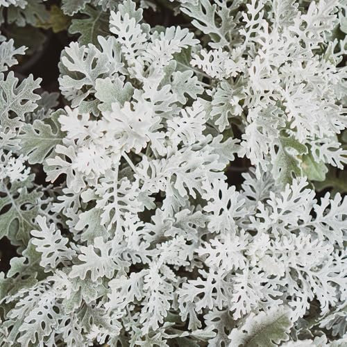 Cineraria Silver Dust Seeds – Half Hardy Annual – Beautiful Blooms for Borders & Rockeries -for Your Beautiful Garden