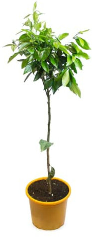 Verdecora Naranjo Árbol cítrico en maceta de 5L | Para plantar en huerto o jardín | Frutas abundantes | Planta natural de exterior (Naranjo)