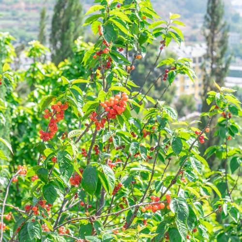 kirschbaum bonsai topf gartenpflanzen winterharte kübelpflanzen säulenobst obstsamen Süsskirsche säulenkirsche balkon deko zimmerpflanzen bonsaibaum balkonpflanze Kirsche topfpflanzen 50samen