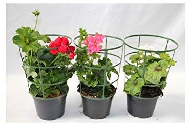 Geranio de colgar o de hiedra (maceta 13 cm ø) (Blancos)