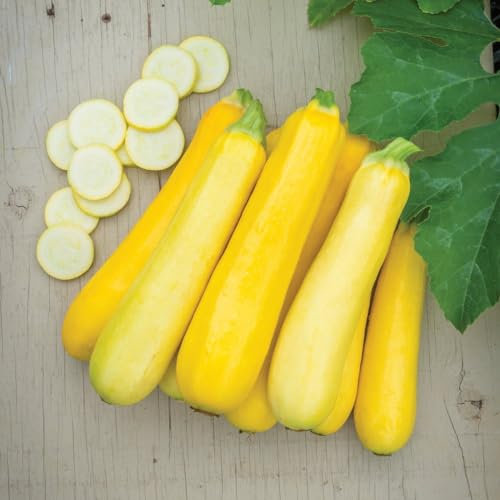 Courgette 'Butterstick' F1 Seeds - Golden Yellow, High-Yield Variety for Sweet Spaghetti - Easy-to-Grow - Extended Harvest Period - 1x Seed Packet by Thompson & Morgan