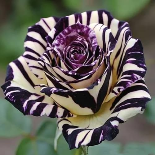 Duftende Hybride Strauchrosen(Rosenrhizom) - Winterhart und doppelfarbig-1Wurzel-A