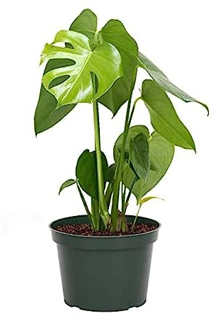 American Plant Exchange Monstera Deliciosa - Live 6-Inch Pot, Easy-Care Split Leaf Vine, Low-Maintenance Air Purifying Houseplant for Home, Office & Garden Décor