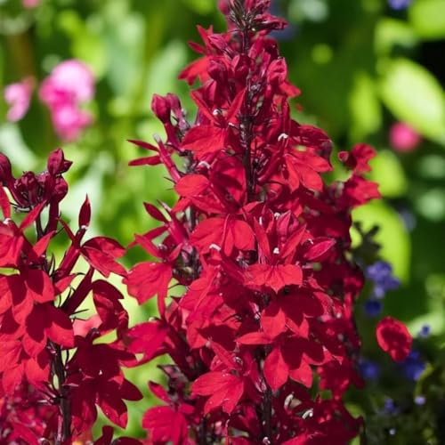 Carbeth Plants Lobelia Speciosa Starship Deep Scarlet 3 x 9cm Pot in 9cm Pot - Hardy Perennial Garden Plants for Beds Borders and Containers - Long-Flowering Colourful Lobelia