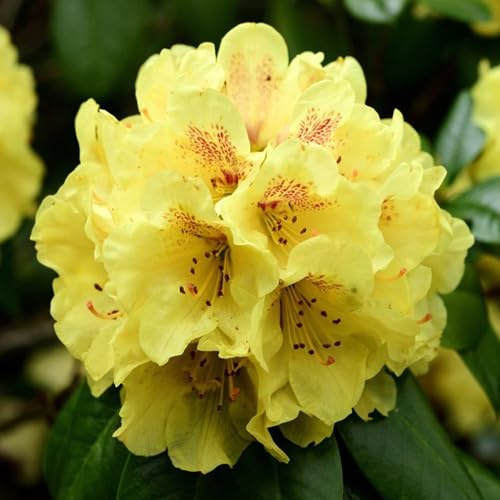100pcs Yellow Rhododendron Flower Seeds