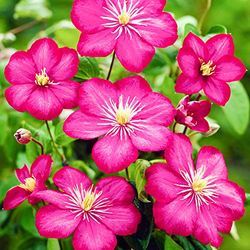 GardenersDream Clematis 'Ville de Lyon' - Kletterpflanzen Winterhart - Clematis Kletterpflanze Karminrot - Climatispflanze für Garten Pflanzen - Ranken Pflanzen Mehrjährig