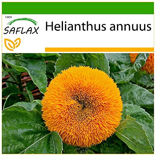 SAFLAX - Sonnenblume Puschel - 40 Samen - Mit keimfreiem Anzuchtsubstrat - Helianthus annuus