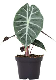 PLNTS - Alocasia Pink Dragon (Pfeilblätter) - Zimmerpflanzen, Pflanzen Echt, Nachhaltige Verpackung - 13cm Topf - Höhe 25cm - Direkt von der Gärtnerei