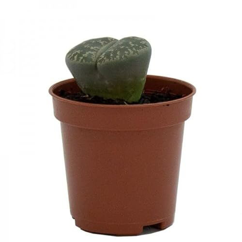 Lithops la Planta Piedra Suculenta Original en Maceta Pequeña