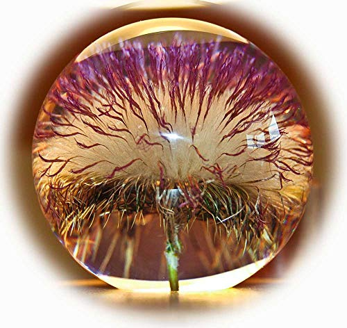 Briefbeschwerer offene Distel