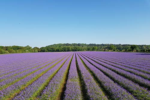 50 X English Bluebell Bulbs - Freshly Lifted Bulbs - Plant Now for Flowers in Spring - Hyacinthoides Non Scripta - Eurobulbs UK® - Grown in The UK (50)