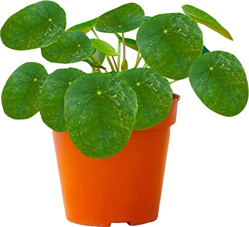 DECOALIVE Planta del Dinero Asiática Pilea Peperomioides Planta Dinero China, 8435712004909