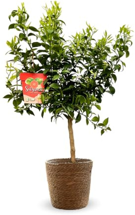 Attitude Garden – satsuma mandarinträd med sjögräs korg – citrus unshiu – Medelhavet citrus – fruktträd – 75–85 cm – 25 cm – frostbeständig