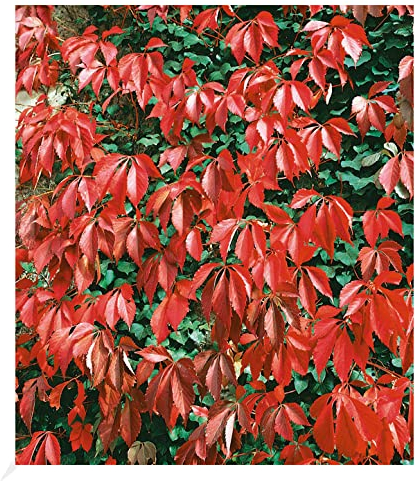 BALDUR Garten Wilder Wein 'Quinquefolia', 1 Pflanze, schnellwachsende Kletterpflanze, trockenresistent, winterhart, bienenfreundlich, Wasserbedarf gering, blühend, Parthenocissus quinquefolia