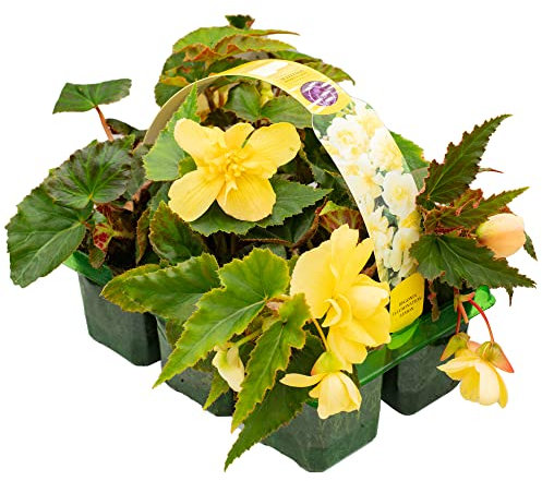 Begonia Trailing Lemon | Hardy Garden Ready Plants | Flowering Hanging Basket Plants with Colourful Summer Flowers (6 Pack)