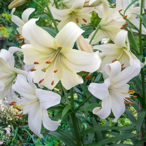 CSL sunrise Asiatische Lilie  Pearl White  5x Frische Zwiebeln, Lilium bis 150 cm, winterharte und mehrjährig Lilienzwiebeln, Blumenzwiebeln, bienenfreundlich