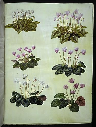 HCOTZHPY Berühmtes Gemälde Leinwand Bilder Kunstdrucke Abstrakt Poster Alpenveilchen Hederifolium von Hans Simon Holtzbecker Moderne Farbposter für Wohnzimmer 60x90cm