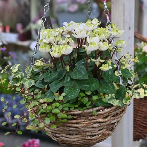 ciclamino - semi di giardino balcone riverdimento tetti perenni resistenti per pieno sole interni esotici giardino che 120pcs