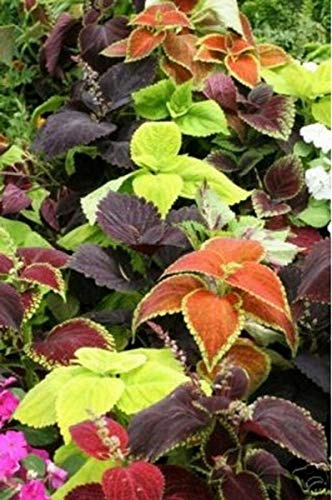Coleus- Rainbow Mix- 100 Seeds