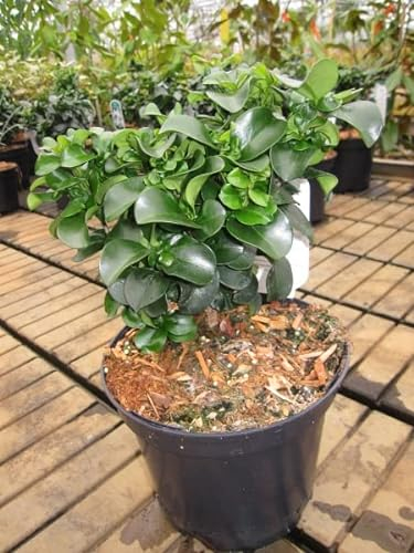 Japanischer Liguster Rotundifolium - Ligustrum japonicum 30-40