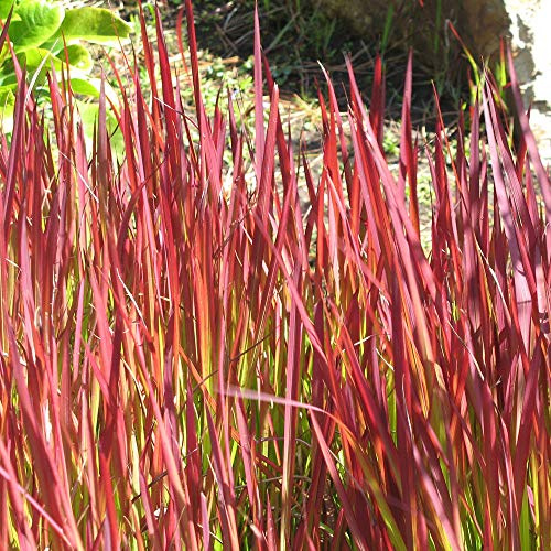 Imperata 'Red Baron', Japanese Blood Grass, Ornamental Grass Plants, Garden Outdoor Plants, Hardy Perennial Grasses, Low Maintenance, Easy to Grow 2X Plants in 9cm Pot by Thompson & Morgan