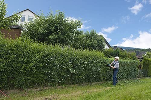 5st. Liguster ovalifolium 80-120cm reine Pflanzhöhe im Topf Ligustrum ovalifolium Heckenpflanzen Gartenpflanze