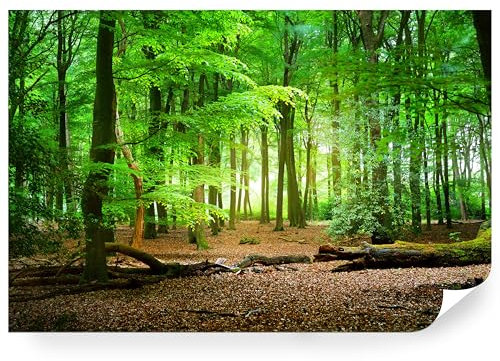 Fototapete Wald Grün Premium Vlies - Vliestapete Tapete Wandtapete Motivtapeten Vliestapeten Wohnzimmer Schlafzimmer moderne Wand Bildtapete Landschaft Natur Baum 208 x 146 cm