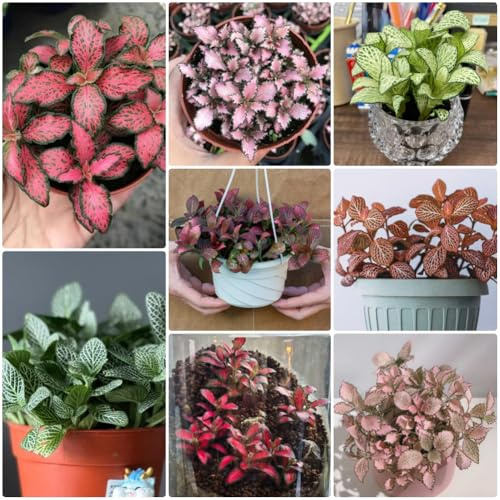 Fittonia verschaffeltii, stauden winterhart mehrjährig Fittonia, topfpflanzen draußen winterhart winterharte für garten alte sorten 150Samen