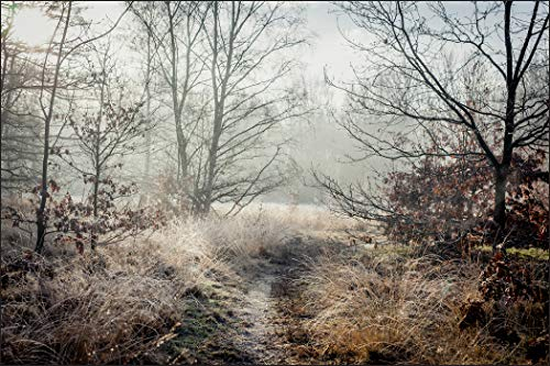 Muralo Fototapete Vlies Wald im Nebel, Bäume, Wiese, Herbst - 240x360 cm