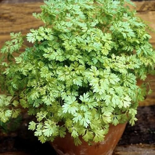 Buy4seeds 300 Seeds Herb Chervil anthriscus cerefolium - French Parsley
