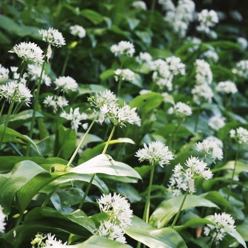 ajo silvestre - Semillas de hortalizas y medicinales balcón semillas de ajo silvestre orgánicas cubrir el suelo invierno, verdes del jardín 650semillas