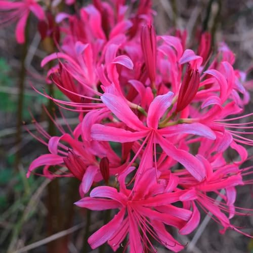 lirio araña, lirios araña, lycoris - Decoraciones de jardín exteriores lirio, Lycoris radiata resistentes jardín y balcón de primavera interior 9bulbos