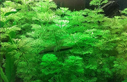 PondPlantsUK 2 x Live Plants for aquascaping, mosses, Fern, Tropical Aquatic in Ceramic Weights (Limnophila Sessilifora)