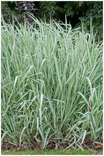 Stauden Gänge 3 x Phalaris arundinacea 'Feesey' Rohrglanzgras winterhart | Mittelhohes Ziergras für Sonne bis Halbschatten, Blüte Juni bis Juli, mehrjährig, 1 L Topf (11x11 cm)