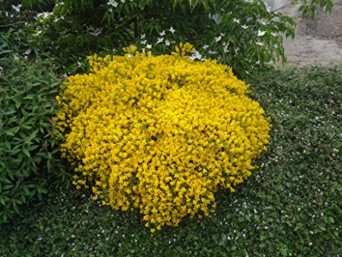 Ginster `Lydia´,Genista, 30-40cm, im Topf, Gärtnerqualität